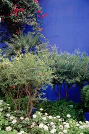 Image du Maroc Professionnelle de  Le Jardin Majorelle une pure merveille crée par le peintre français Jacques Majorelle, qui a eu le coup de foudre pour Marrakech. Yves Saint Laurent et Pierre Bergé font l’acquisition de ce havre de paix durant les années quatre-vingt où Yves Saint Laurent dessina plusieurs pièces. son voeux était de faire de ce parc une œuvre d’art vivante. On y découvre des plantes provenant des cinq continents, yuccas d’Océanie, lotus d’Asie, cactus d’Amérique, palmiers d’Afrique et cyprès d’Europe …, à Marrakech le Lundi 18 Août 1997. ((Photo / Abdeljalil Bounhar)